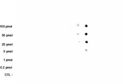 Dot Blot: Histone H3 [Trimethyl Lys36] Antibody [NBP2-59155] - Analysis was performed to test the cross reactivity of the antibody against H3K36me3 with peptides containing other modifications of histone H3. Other histone modifications include mono- and dimethylation of the same lysine and mono-, di- and trimethylation of lysine 9, 27 and 79. 100 to 0.2 pmol of peptide containing the respective histone modification were spotted on a membrane. The antibody was used at a dilution of 1:100,000. Figure shows a high specificity of the antibody for the modification of interest.